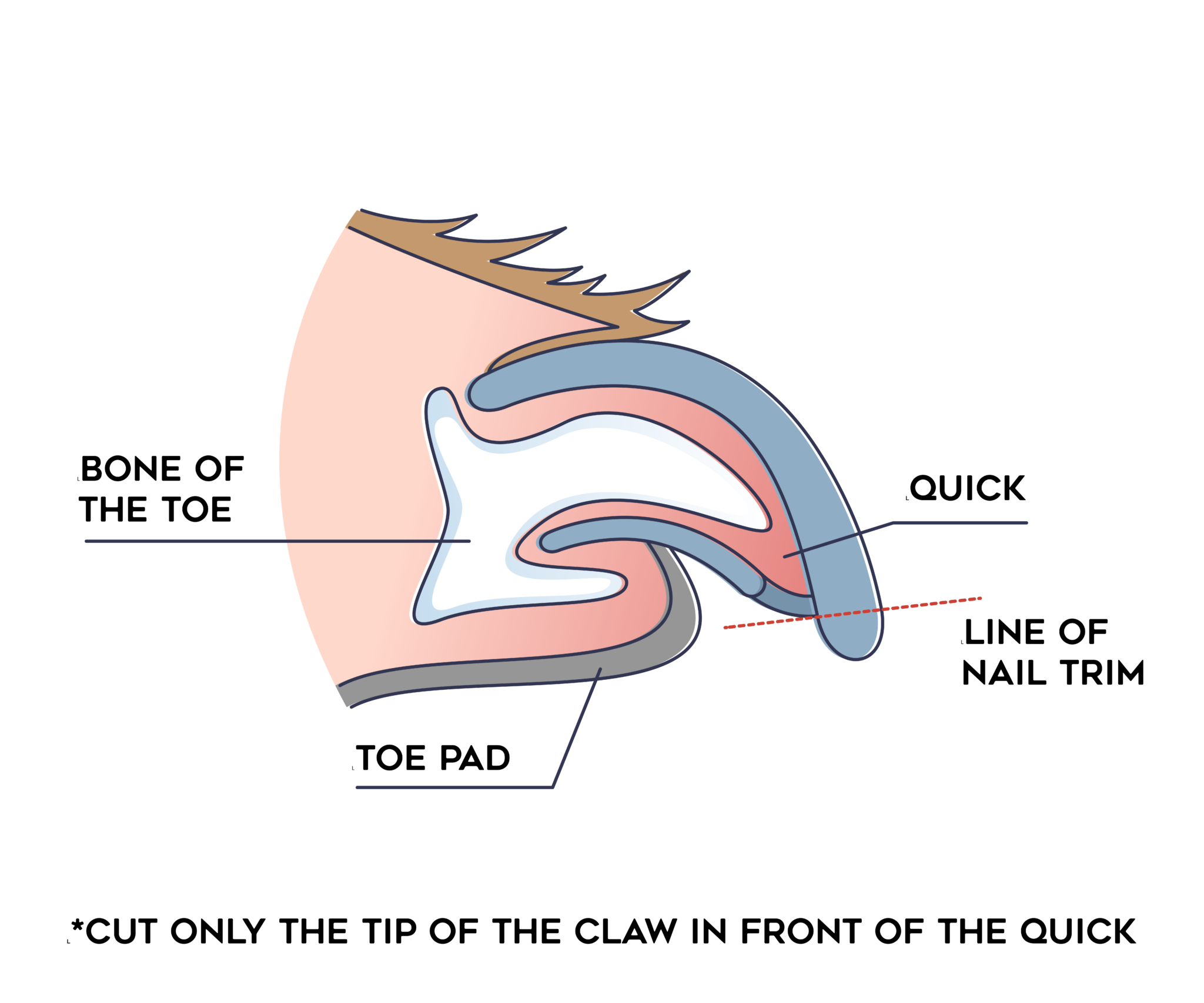 Image showcasing How to Trim Your Dog’s Nails – Dogswell