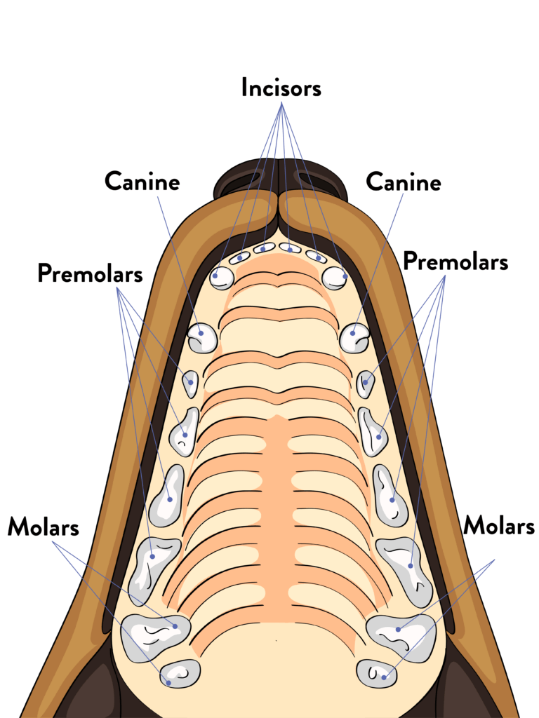 puppy teeth diagram