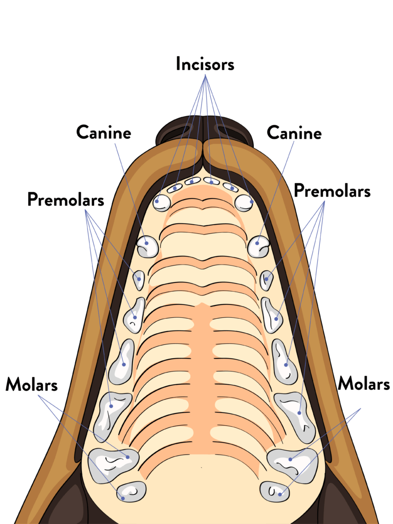 Everything You Need To Know About Dog Teeth Dental Health Dogswell